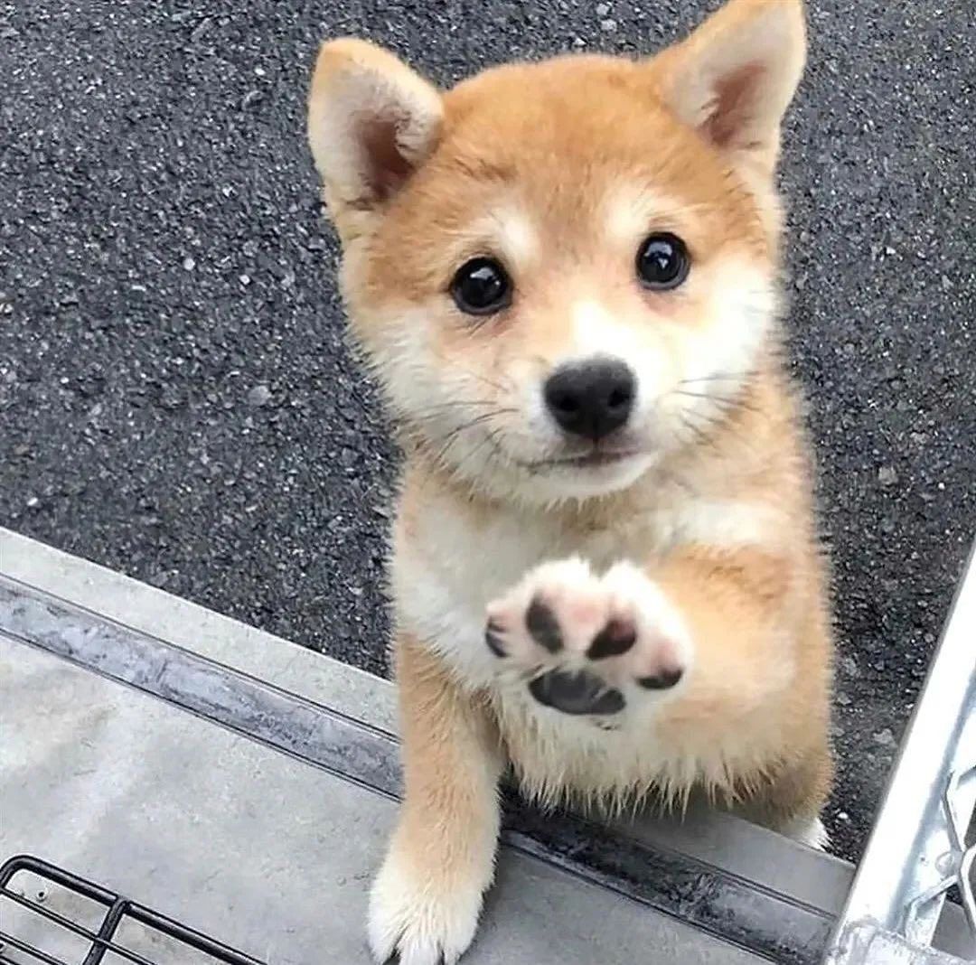 Inu